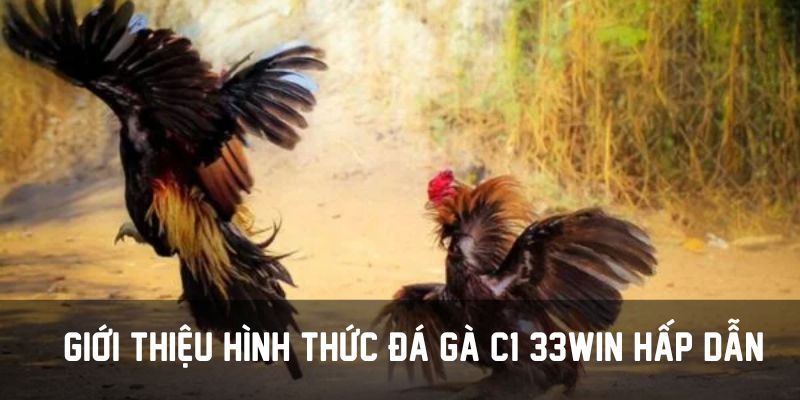 Giới thiệu hình thức đá gà C1 33win hấp dẫn